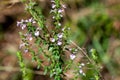 Inflorescence of Micromeria imbricata