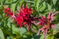 Inflorescence Monarda didyma (Scarlet beebalm)