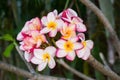 Inflorescence of multi colour pink white yellow plumerias Royalty Free Stock Photo
