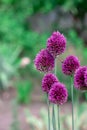 A Inflorescence of an onion pink flower in a garden close-up in the center in a summer garden with a copy space Royalty Free Stock Photo