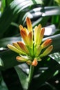 Inflorescence of orange clivia buds on a green leafy background Royalty Free Stock Photo