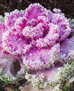 Inflorescence ornamental cabbage