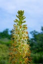 Inflorescence of an ornamental plant Eremurus with yellow stamens and a pleasant aroma in the garden, Ukraine