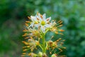 Inflorescence of an ornamental plant Eremurus with yellow stamens and a pleasant aroma in the garden, Ukraine