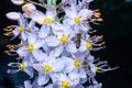 Inflorescence of an ornamental plant Eremurus with yellow stamens and a pleasant aroma in the garden, Ukraine