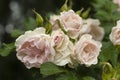 Inflorescence of pale-rose tender and beautiful roses with green leaves and buds surrounding them.