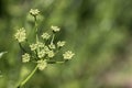 Inflorescence of parsley seeds Royalty Free Stock Photo