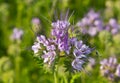 Inflorescence of phacelia tansy