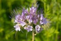 Inflorescence of phacelia tansy