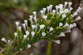 Inflorescence of a Pichi, Fabiana imbricata