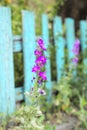 Inflorescence of pink flowers on the background Royalty Free Stock Photo