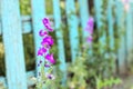 Inflorescence of pink flowers on the old blue picket fence Royalty Free Stock Photo