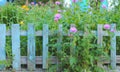 inflorescence of pink flowers on the background of the old blue picket fence