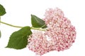 Inflorescence of the pink flowers of hydrangea close-up, isolated on white background Royalty Free Stock Photo