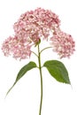 Inflorescence of the pink flowers of hydrangea close-up, isolated on white background