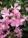 Inflorescence of pink flowers. Lots of items. beautiful nature wallpaper