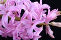 Inflorescence Pink lush Hyacinth on a black background