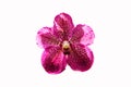 Inflorescence Pink orchid Miltoniopsis flower Isolated on white background. Royalty Free Stock Photo