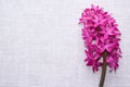 Inflorescence of pink purple hyacinth flower  on white rustic textile surface. gentle spring summer design, copy space for your Royalty Free Stock Photo