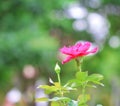 Inflorescence of pink roses flower blooming with bokeh in garden background Royalty Free Stock Photo