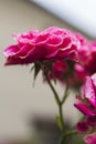 Inflorescence pink shrub roses