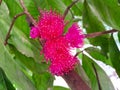 Inflorescence of the Plumrose or Mountain Apple Tree (Syzygium Malaccense) Royalty Free Stock Photo