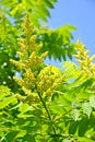 Inflorescence of a poison ivy tannic Rhus coriaria L. against the background of the sky