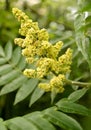 Inflorescence of a poison ivy tannic & x28;Rhus coriaria L.& x29;