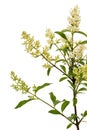 Inflorescence of privet, lat. Ligustrum, isolated on white background Royalty Free Stock Photo