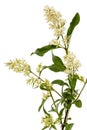 Inflorescence of privet, lat. Ligustrum, isolated on white background Royalty Free Stock Photo