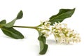 Inflorescence of privet, lat. Ligustrum, isolated on white background Royalty Free Stock Photo