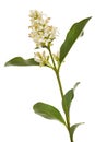 Inflorescence of privet, lat. Ligustrum, isolated on white background Royalty Free Stock Photo