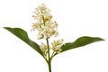 Inflorescence of privet, lat. Ligustrum, isolated on white background Royalty Free Stock Photo