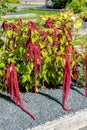 Inflorescence of Red amaranth Amaranthus caudatus L. on shrubs