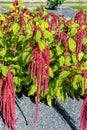 Inflorescence of Red amaranth Amaranthus caudatus L. on shrubs Royalty Free Stock Photo