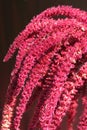 Inflorescence of Red amaranth Royalty Free Stock Photo