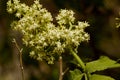 Inflorescence of red mountain ash on a branch