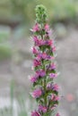 Inflorescence of red Russian viper\'s bugloss (Echium russicum). Royalty Free Stock Photo