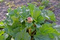 Inflorescence rhubarb of the rhubarb palmate Rheum palmatum L Royalty Free Stock Photo