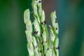 Inflorescence of a rice plant, Oryza sativa