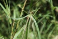 An inflorescence with seeds of a Heteropogon Contortus Ayurvedic plant Royalty Free Stock Photo