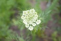 Inflorescence seeds of parsley Royalty Free Stock Photo