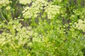 Inflorescence seeds of parsley Royalty Free Stock Photo