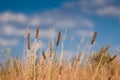 Inflorescence with seeds of wild grass, lean to the sun in a summer field, natural floral background Royalty Free Stock Photo