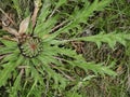 Inflorescence of semi-foliar Carlina acanthifolia subsp on well-sunny slopes on a summer morning