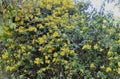 The inflorescence of Senecio scandens in the woods by the roadside