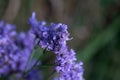 Inflorescence of a Siberian statice, Limonium gmelinii Royalty Free Stock Photo