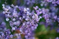 Inflorescence of a Siberian statice, Limonium gmelinii Royalty Free Stock Photo
