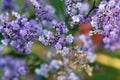 Inflorescence of a Siberian statice, Limonium gmelinii Royalty Free Stock Photo
