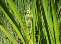 Inflorescence of simplestem bur-reed Sparganium erectum